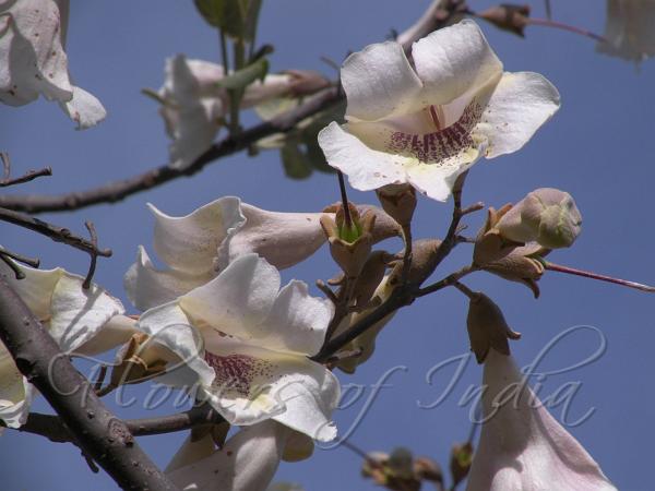 Foxglove Tree